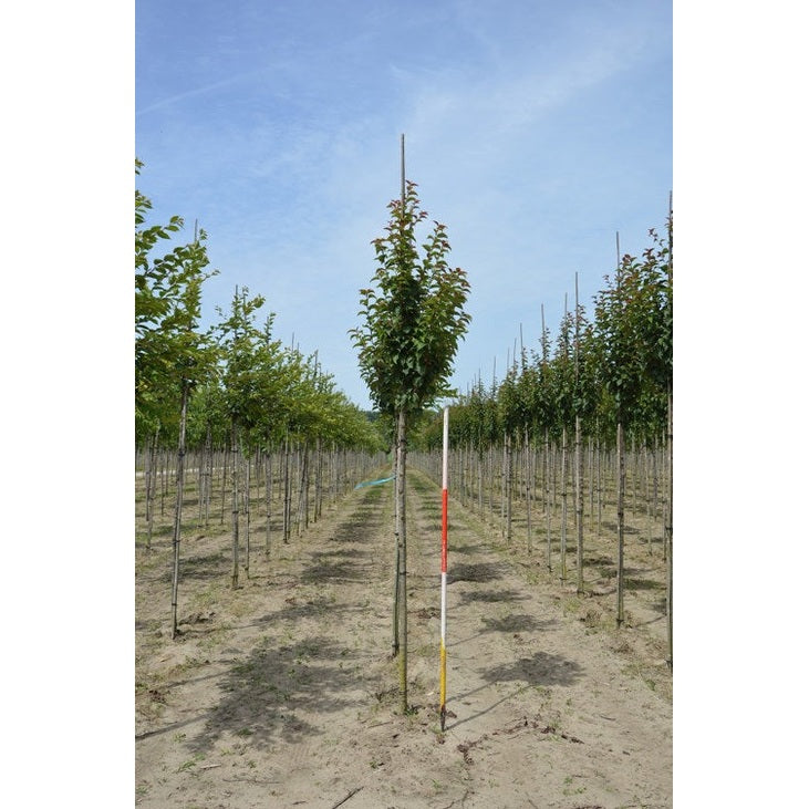 Prydnadskörsbär - Prunus 'Spire' 12-14 HS,